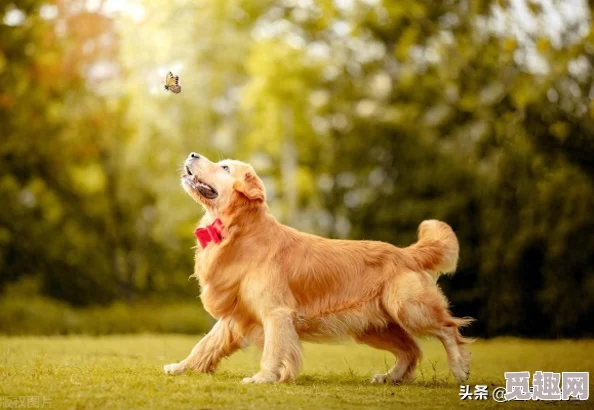 梦见养狗网友：预示着新的责任与快乐，也可能代表渴望陪伴