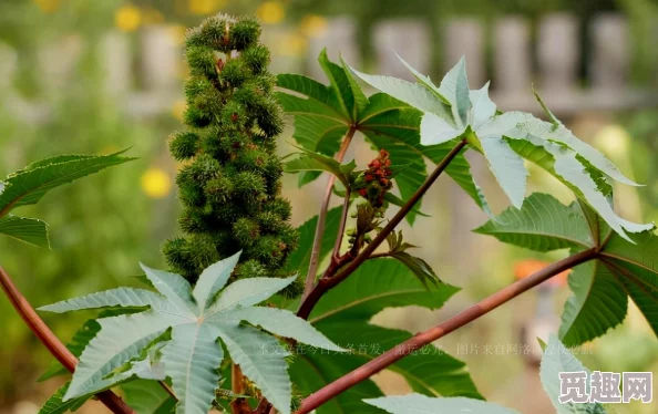 植物大战僵尸二战版坚果图鉴：全面解析与策略指南