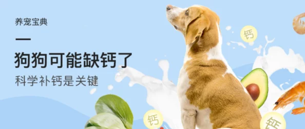 山海镜花狗粮喂食攻略,掌握正确喂食方法确保宠物健康与活力